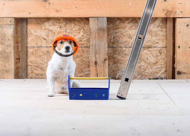 Pet Safety Around Construction Sites, Renovation Projects, and Heavy Equipment