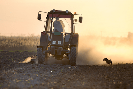 Dog near farm equipment
