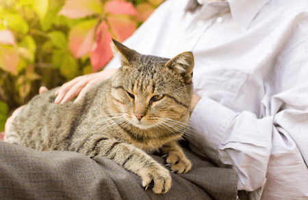 Senior cat